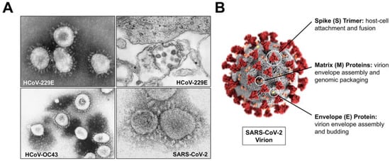 coronavirus 229e