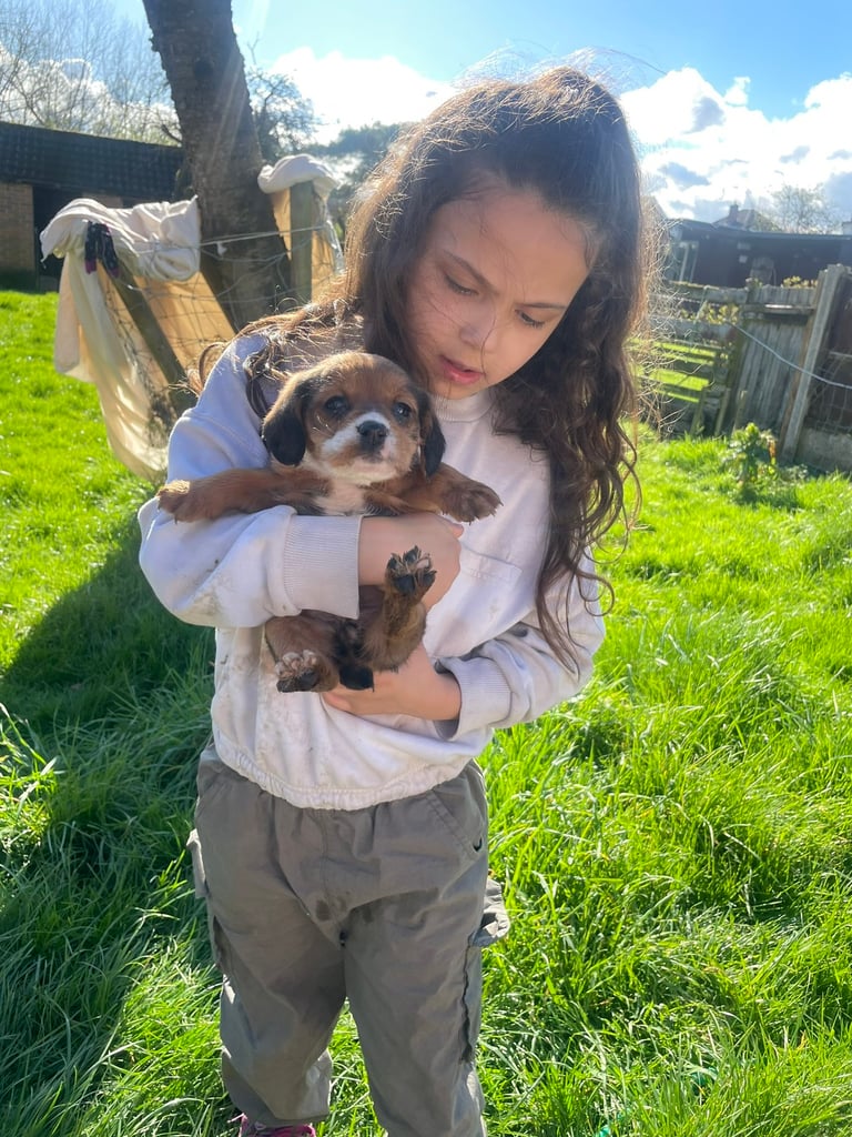 chihuahua dogs for sale in nottingham