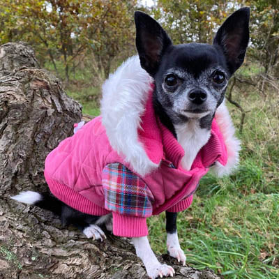 chihuahua coat