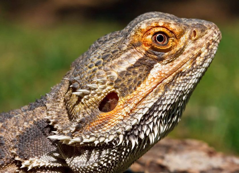 bearded dragon turned black and died