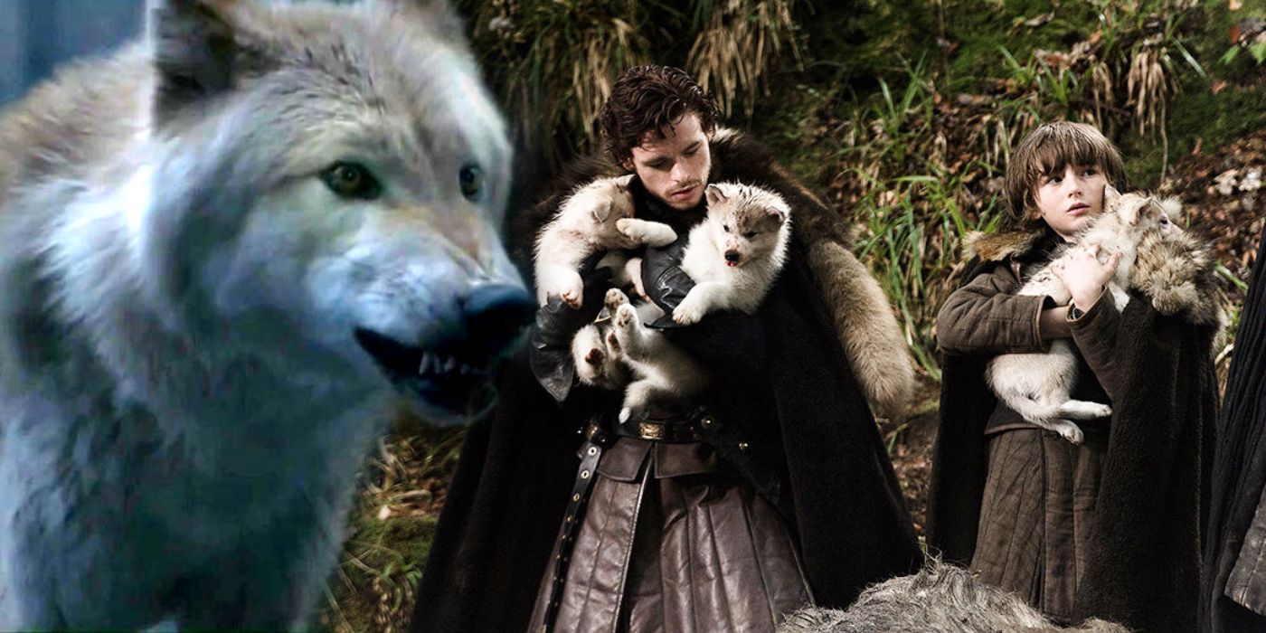 robb stark wolf