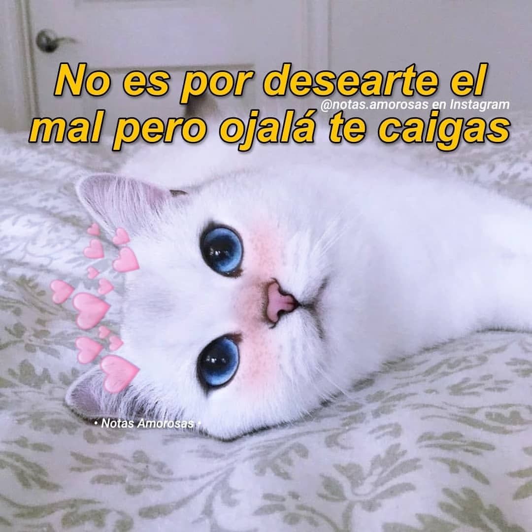 gatos graciosos con frases