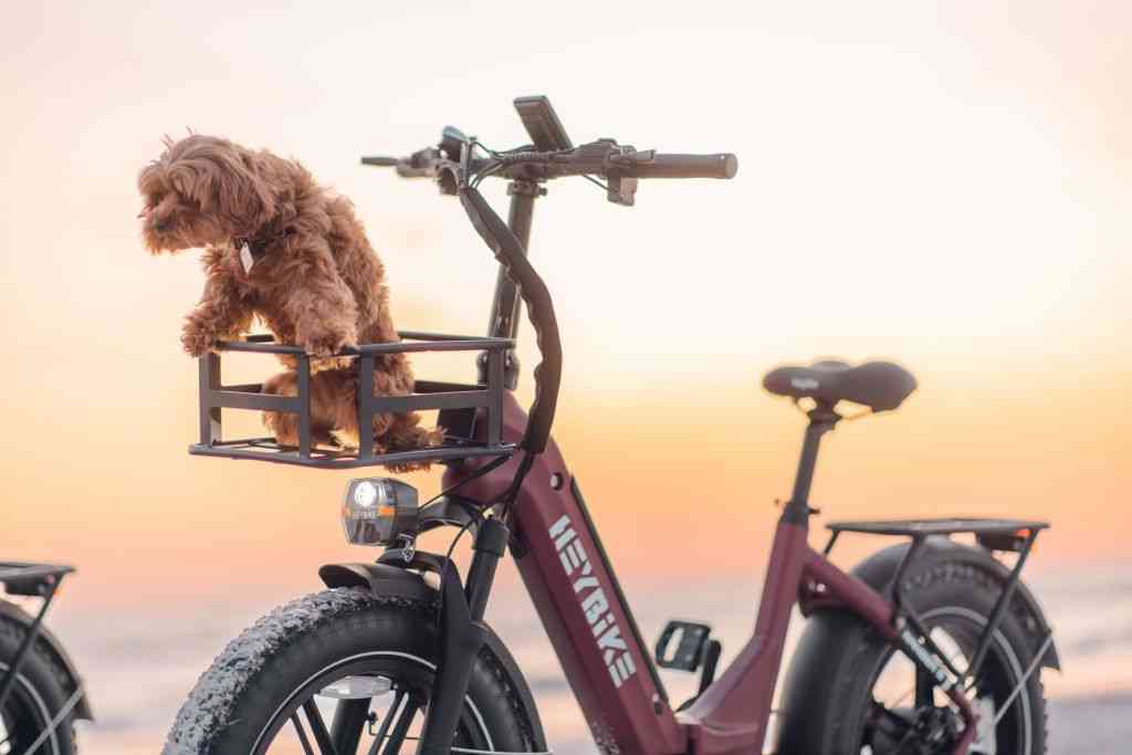 best bike dog carrier