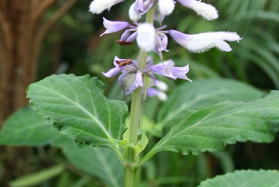 salvia divinorum plant sale