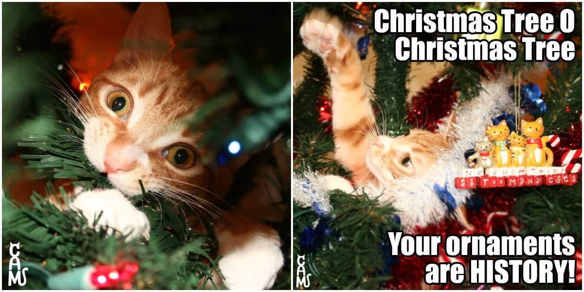 christmas cat memes