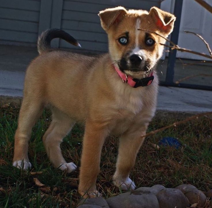 husky boxer mix