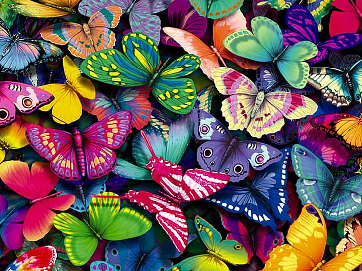 butterfly colorful wallpaper