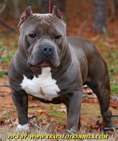 american pitbull blue bully