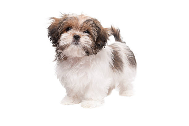 photo of shih tzu