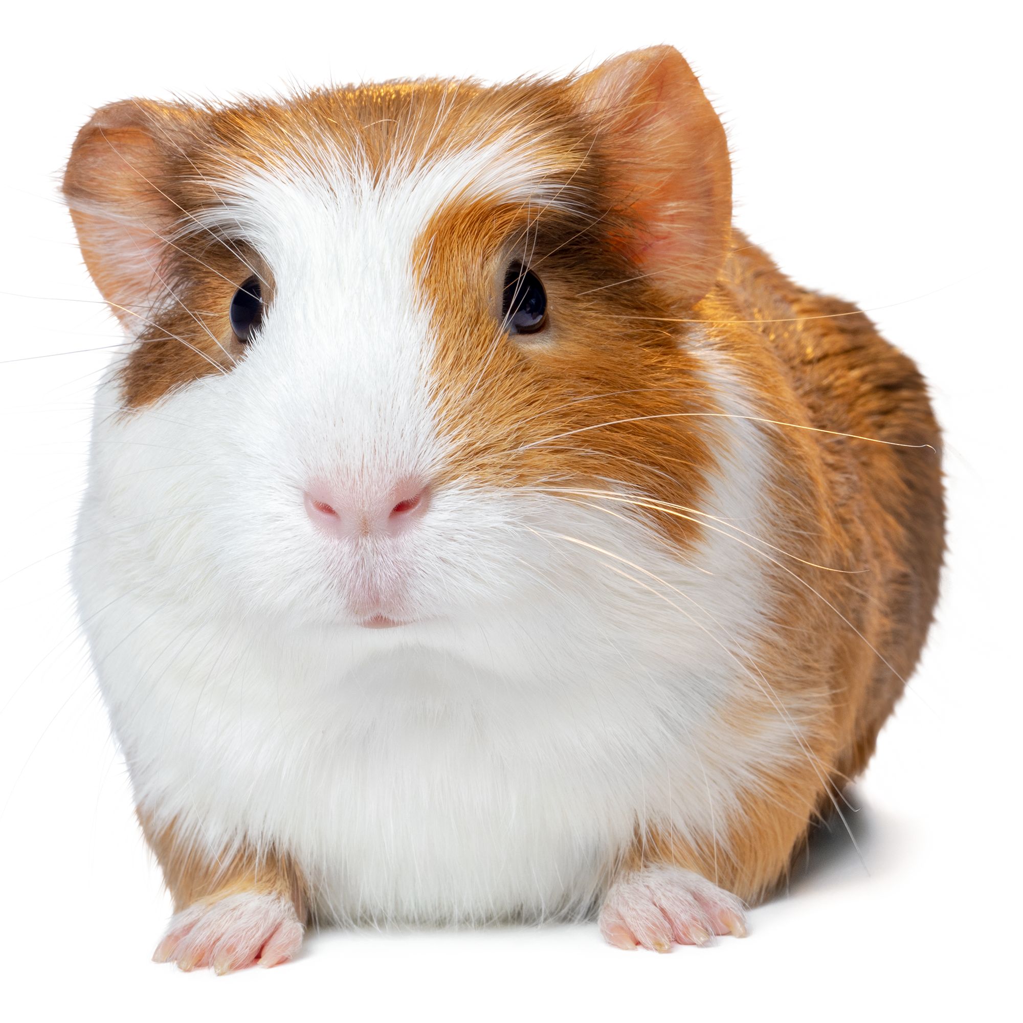 guinea pigs breeders near me