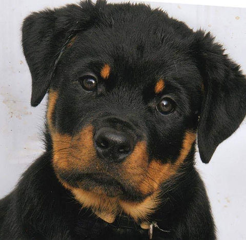 rottweiler breeder bc