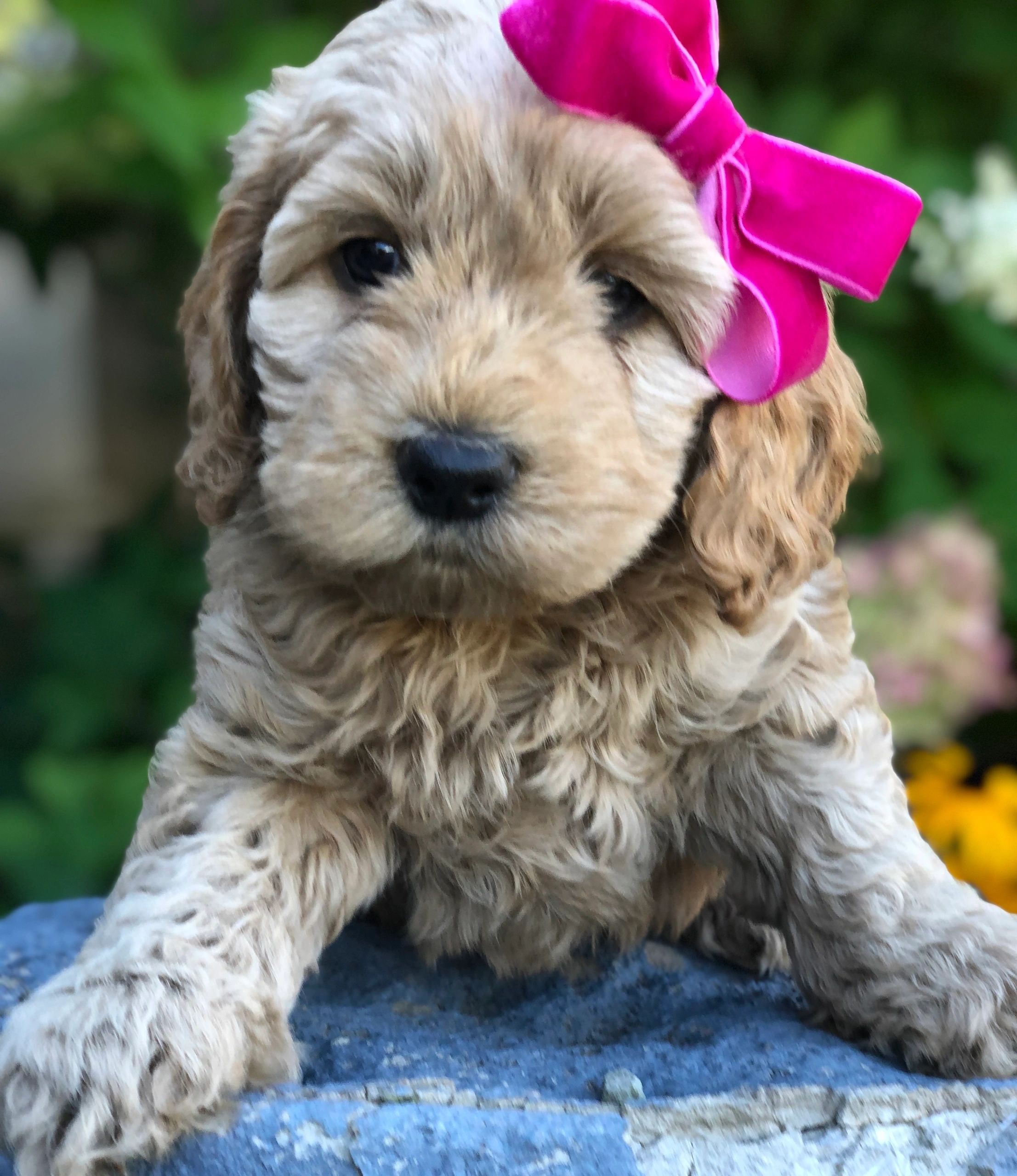 mini cockapoo for sale