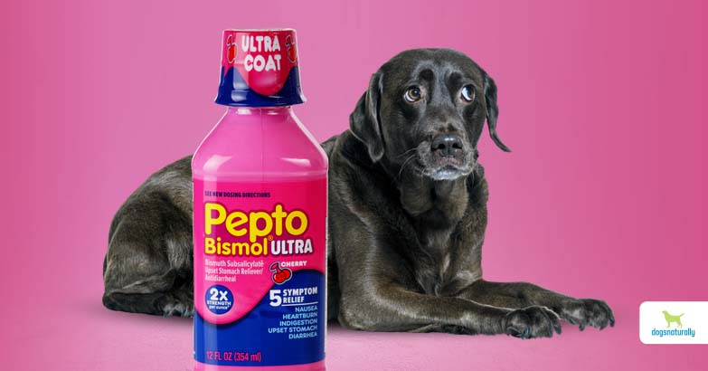 can dogs have pepto bismol