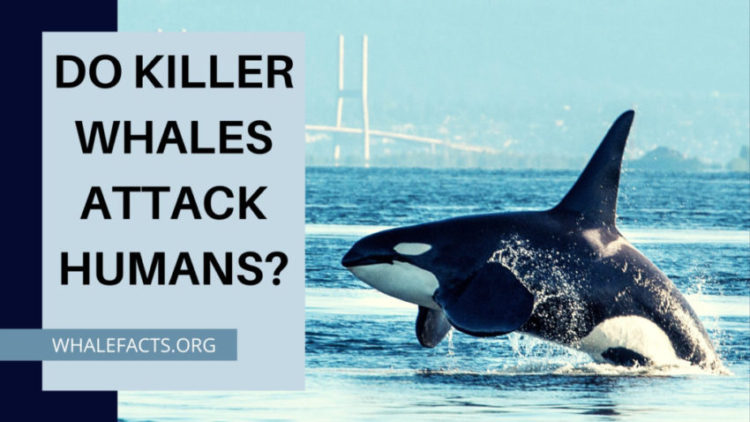 orcas attack humans in wild