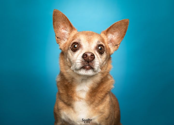 chihuahua rescue miami