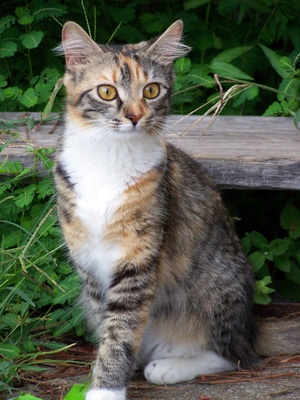 muted calico cat