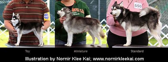 klee kai size