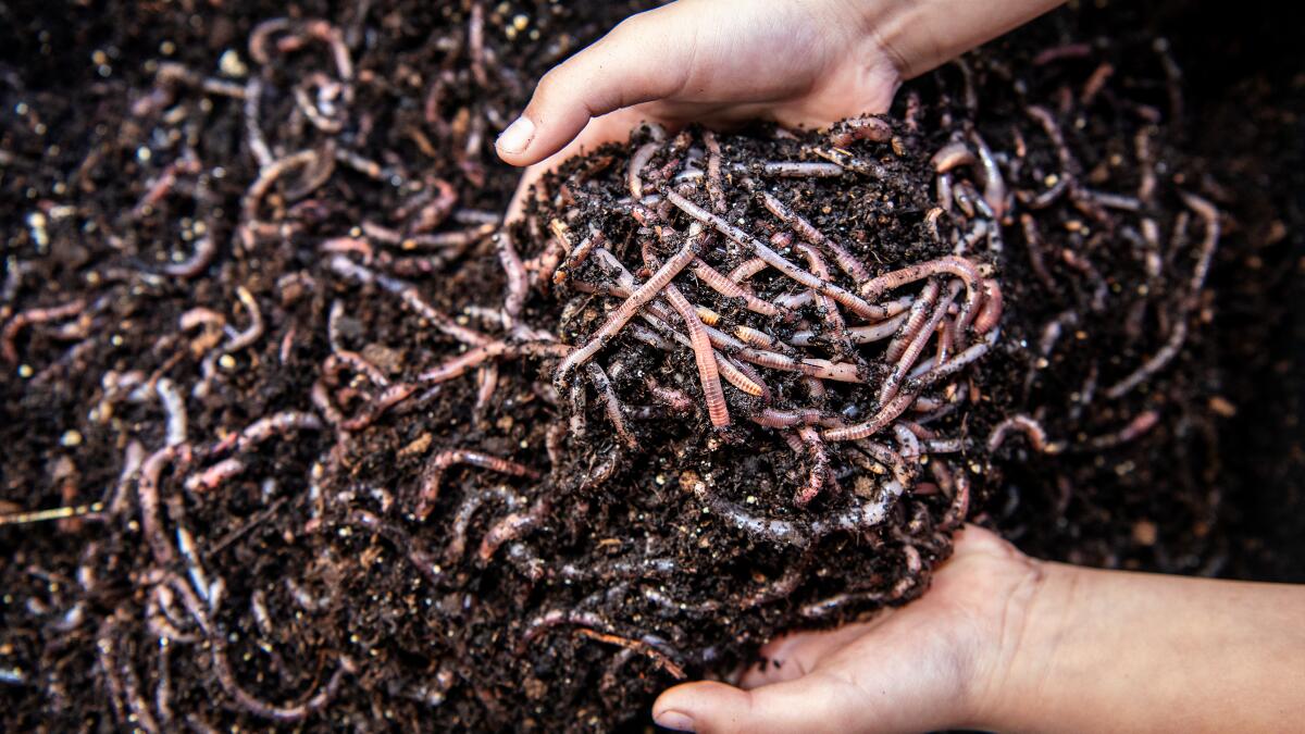 where to buy worms near me