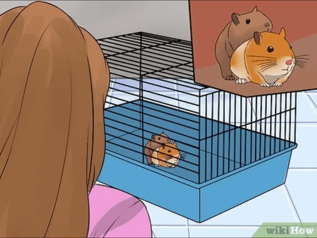 hamsters porn