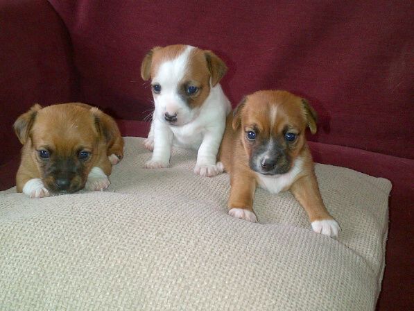 chihuahua x jack russell for sale