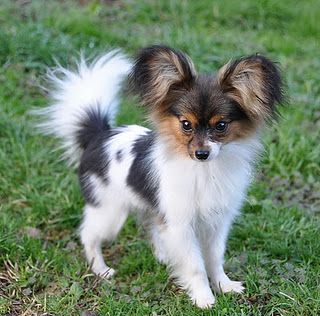 papillon puppies