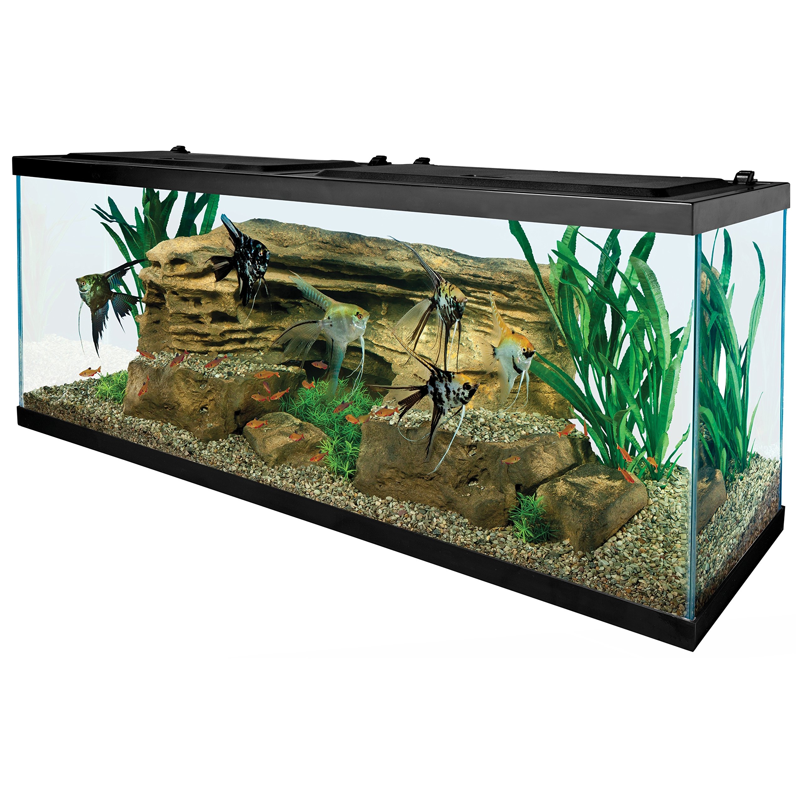 55 gallon fish tank top