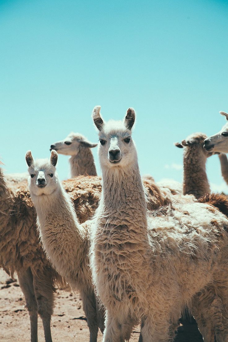 pinterest llama