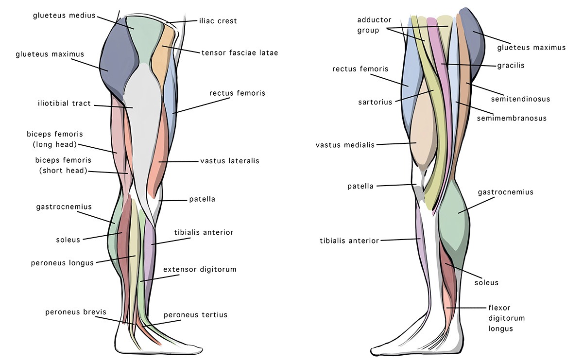 legs anatomy