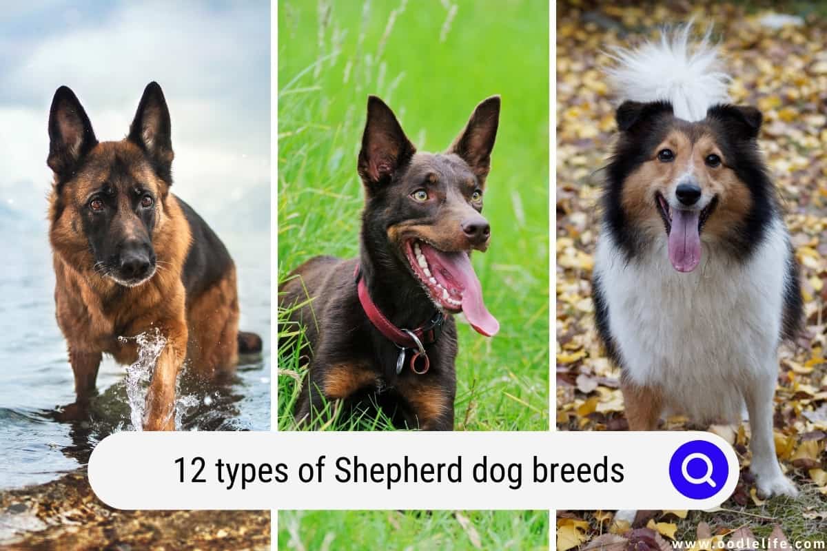 types of shepherd breeds