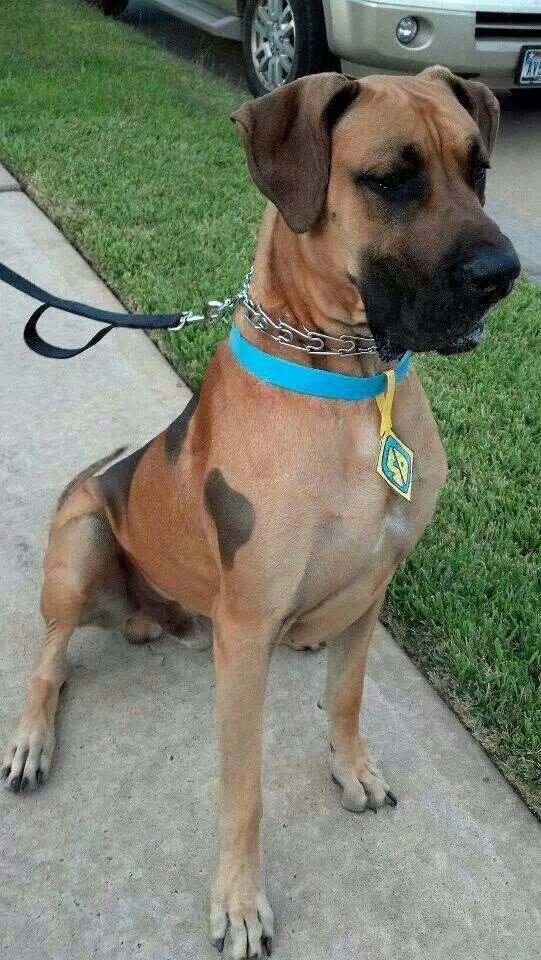 what breed was scooby doo