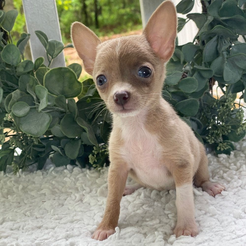 chihuahua puppy for sale $150