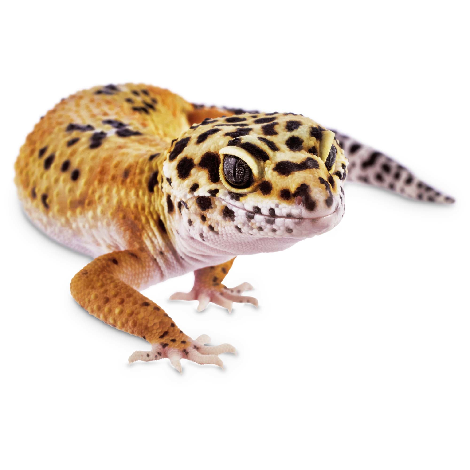 leopard gecko for sale