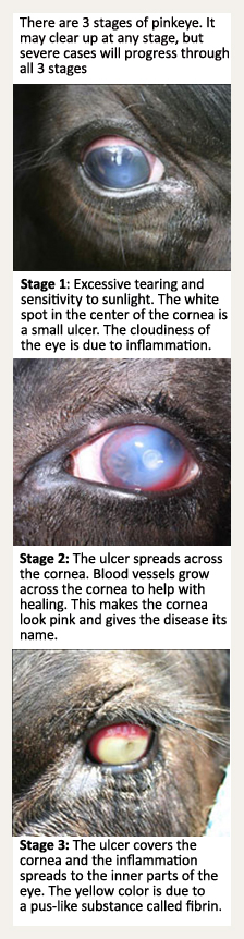 wd40 for pink eye in cattle