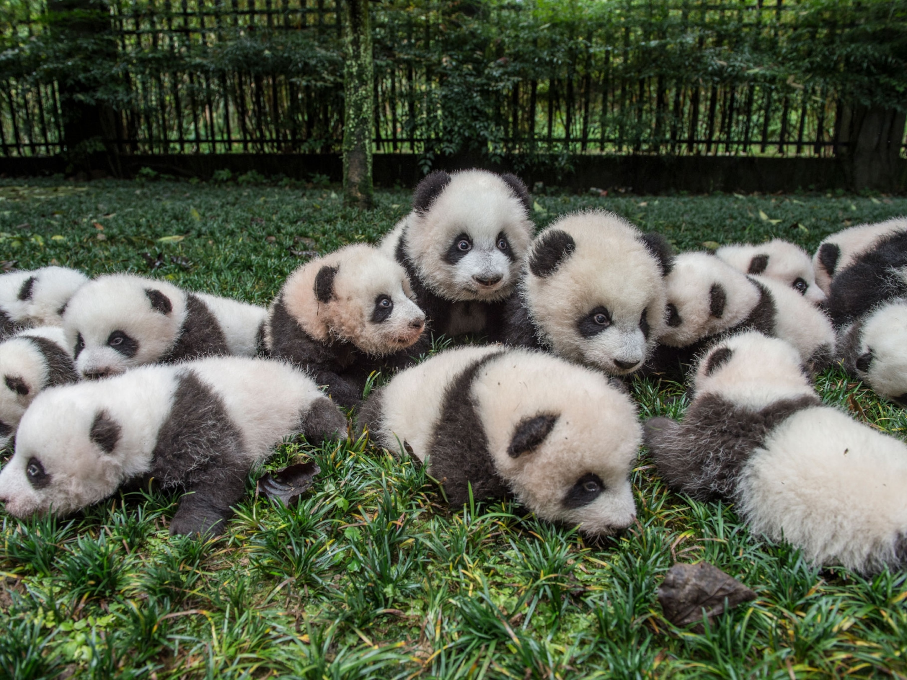 cute panda bears