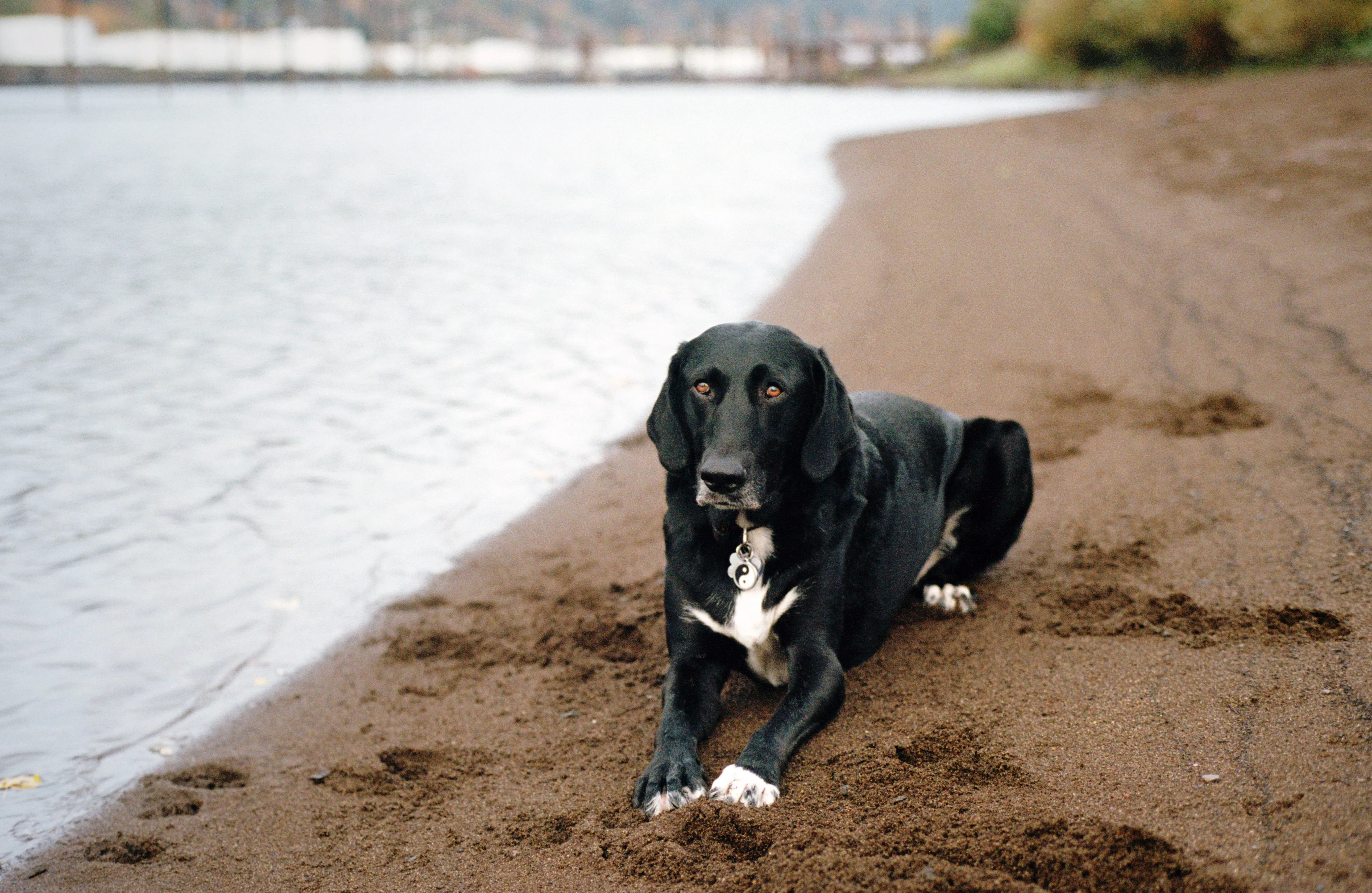 lab pointer mix