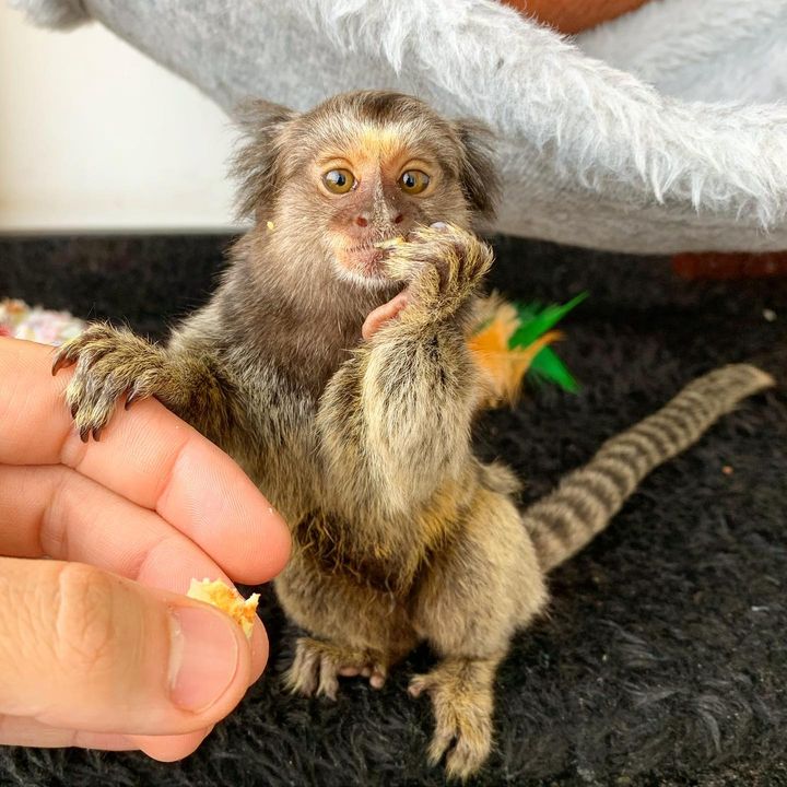 full grown marmoset monkey