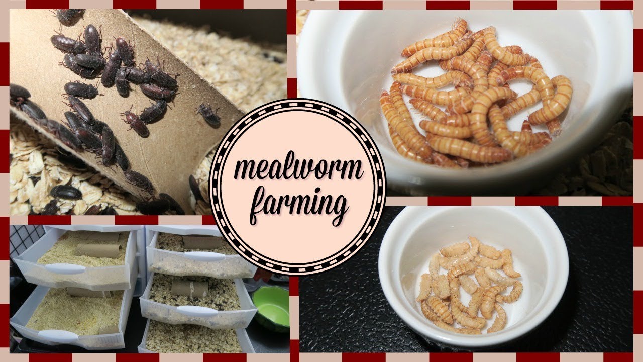 how to breed mealworms