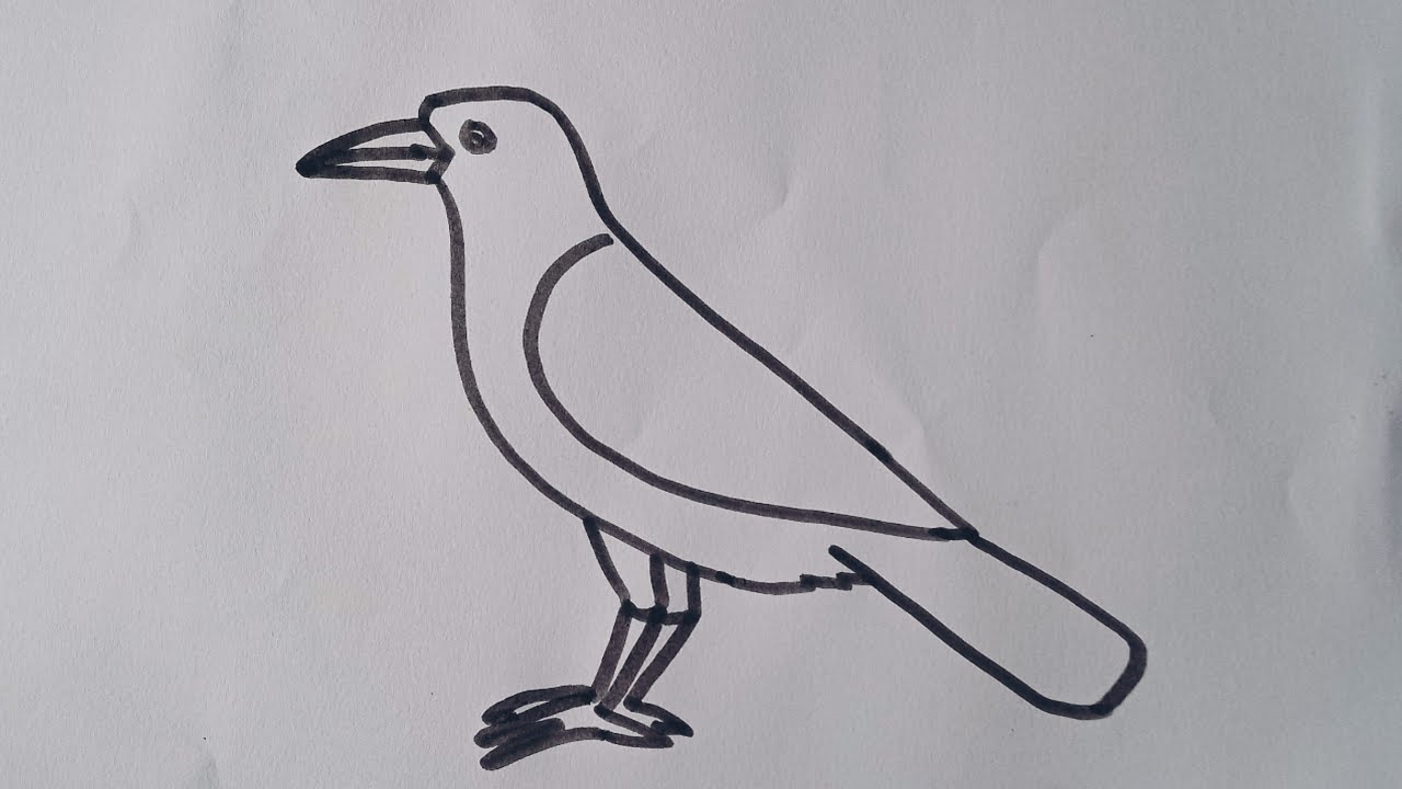 crow bird drawing