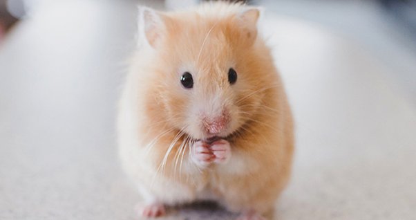 are hamsters illegal in australia