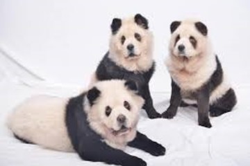 chow chow cachorro panda