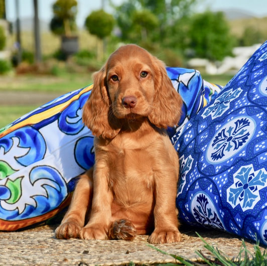 cocker spaniel beagle mix