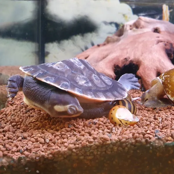 red eared slider sleeping habits