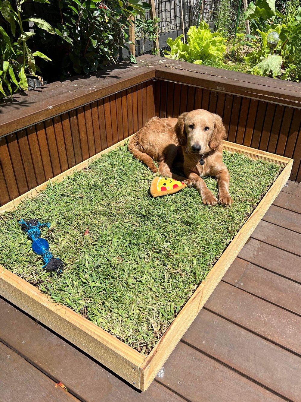 real grass dog potty