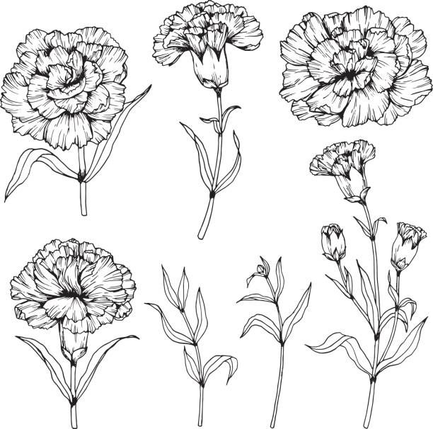 carnation flower drawing