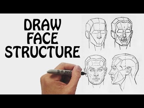 face anatomy drawing