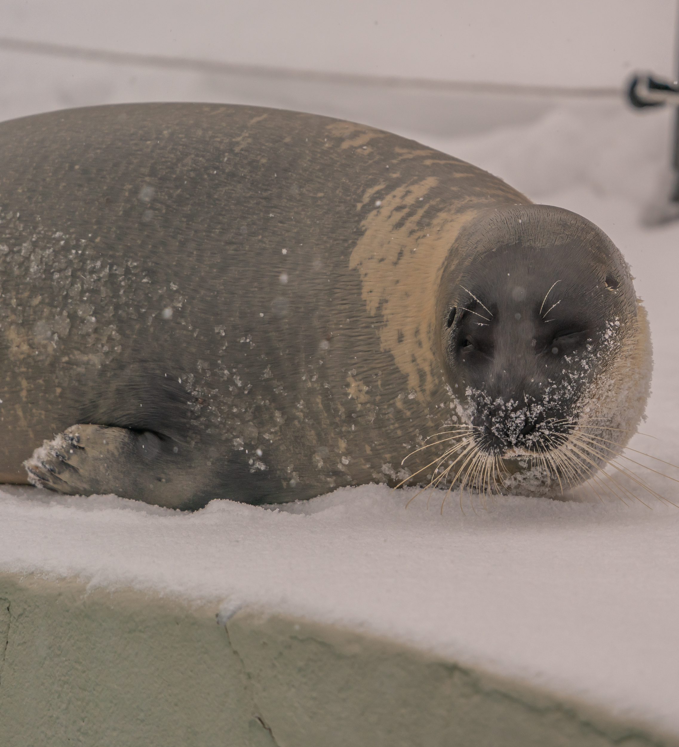 how do you say seal in french