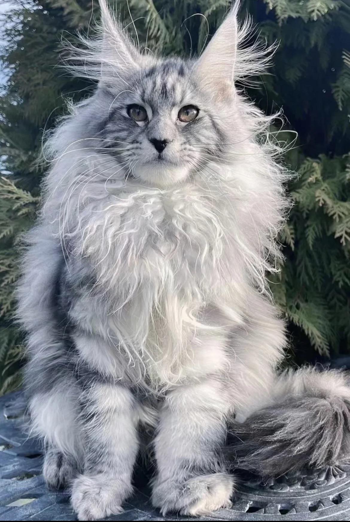 maine coon pics