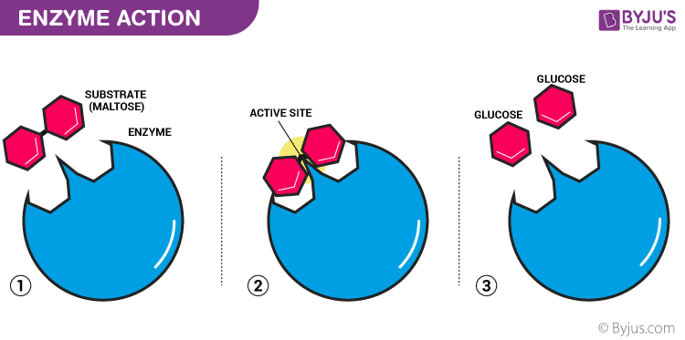 enzymes byjus