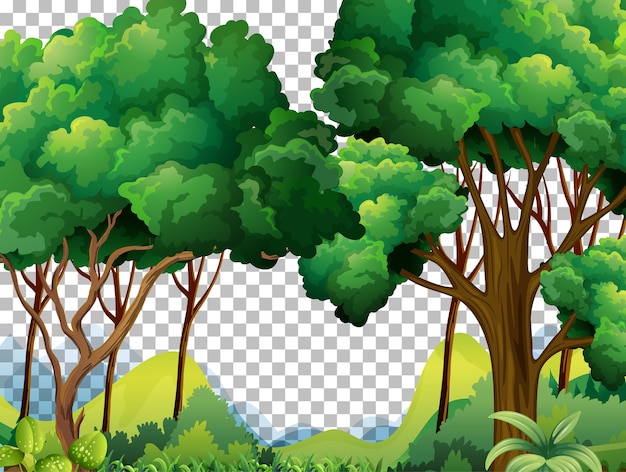 forest background clipart