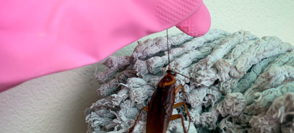 does bleach kill roaches